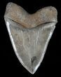 Massive, Megalodon Tooth - Serrated Blade #57186-2